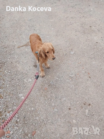 Кучето е за продан неговата порода е кокер шпаньол