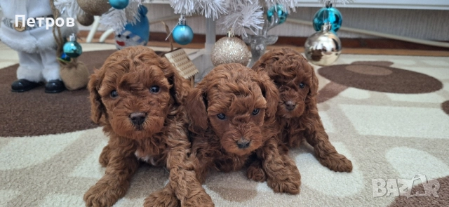 Той Пудел / Poodle Toy