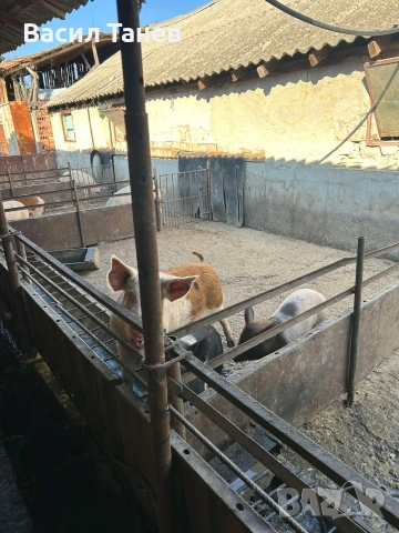 Продавам прасета, живо и трупно месо