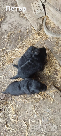 Подарявам кученца, снимка 4 - Немска овчарка - 54045773