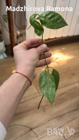 Hoya Хоя Coriacea Silver 