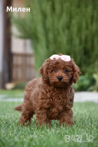 Той пудел Toy poodle, снимка 11 - Пудели - 55006000
