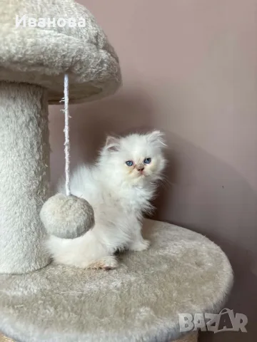 Персийско коте. , снимка 18 - Персийска - 56153471