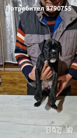 Боксер , снимка 5 - Боксер - 53012002