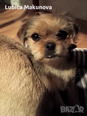 Продавам кученце на 3 месеца., снимка 3 - Други - 54016459