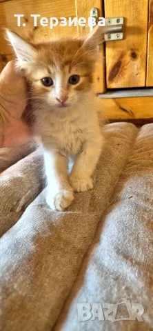 Продавам сибирски котенца , снимка 4 - Сибирски - 55796472