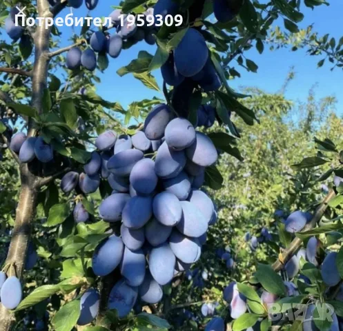 Продавам  Сливи