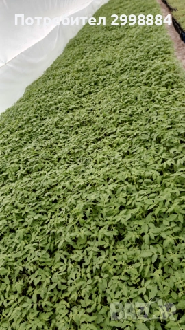 Разсад, снимка 13 - Разсади - 52471727