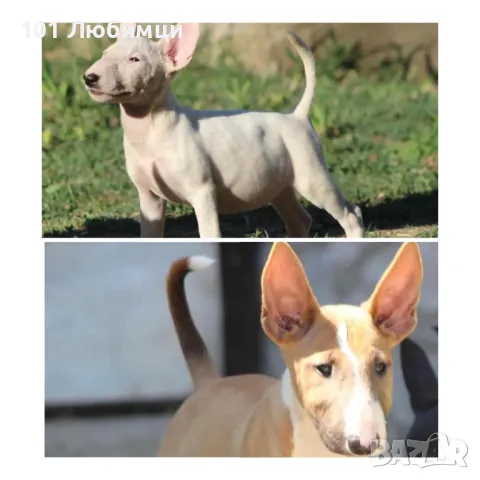 Бултериери, снимка 3 - Бултериер - 47449479