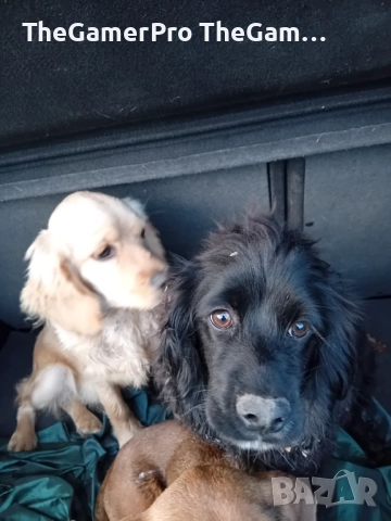 Продавам два английски кокер шпаньола – женски, на 5 месеца, на символична цена