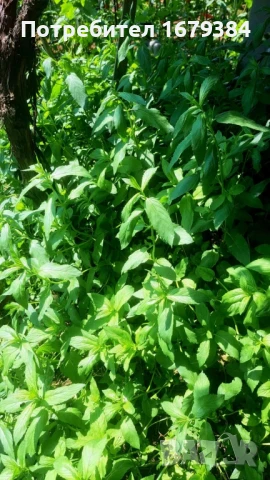 Джоджен от Родопите, снимка 2 - Домашни продукти - 51115716