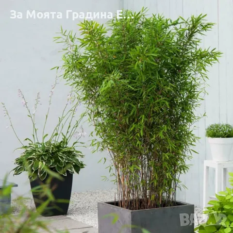 Бамбук, снимка 2 - Градински цветя и растения - 49425608