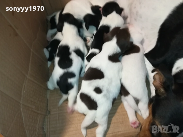 джак ръсел-бебета 1709250938