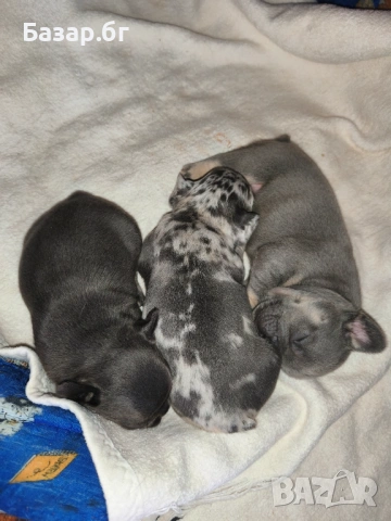 Екзотични френски булдочета 