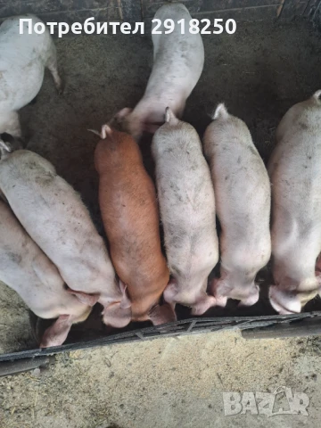 Продавам малки прасета , снимка 1