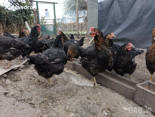 Ярки Супер Харко, снимка 5 - Кокошки и пуйки - 54188284