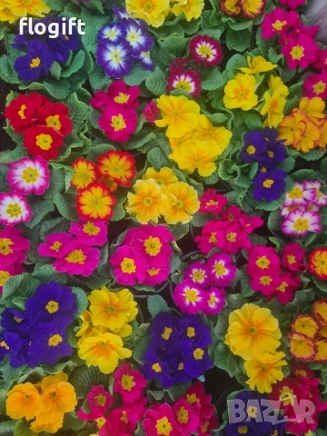 Иглика,Карамфил,Теменужка,Парички,Циклама,Зюмбюл за 8 Март, снимка 2 - Градински цветя и растения - 53012453