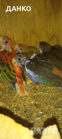 ПЕНАНТОВИ И ПЪСТРИ РОЗЕЛИ–МУТАЦИИ/тазигодишни/, снимка 13 - Папагали - 50988054