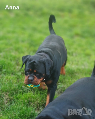 Мъжки ротвайлер эа разплод с родословие , снимка 6 - Ротвайлер - 54322655