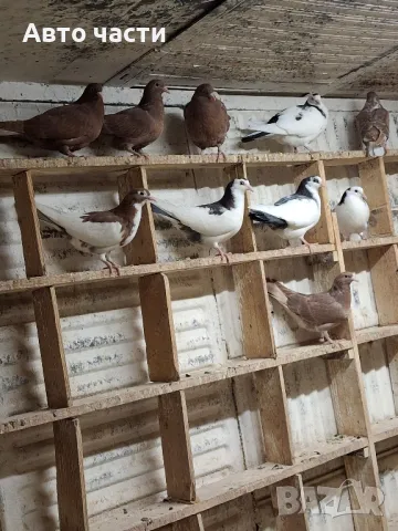 пазарджишки гълаби на хвърче не, снимка 16 - Гълъби - 48931182