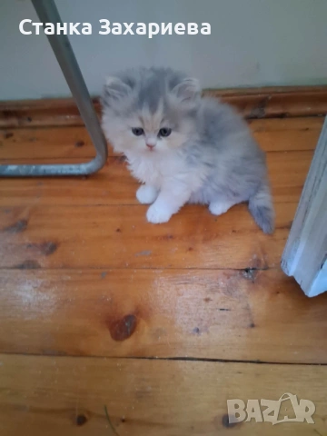 Персийски котенца , снимка 3 - Персийска - 54142958