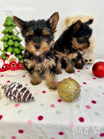 Йоркширски териер-супер мини йорки, снимка 7 - Йоркширски териер - 50231963