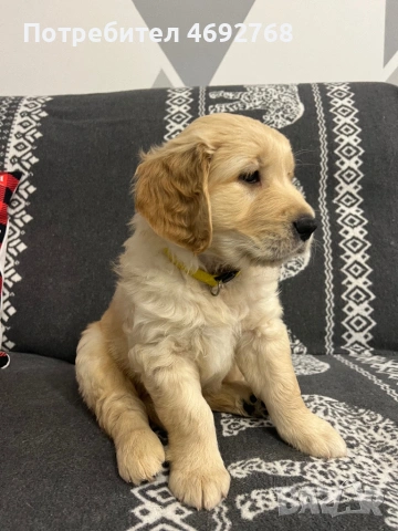 Чистокръвно кученце Голдън Ретривър