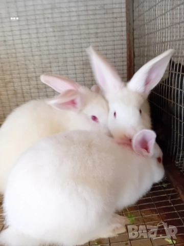 продавам зайци , снимка 2 - Други животни - 52510731