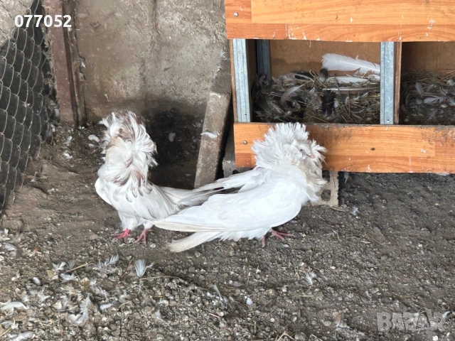 Гълъби Якалии