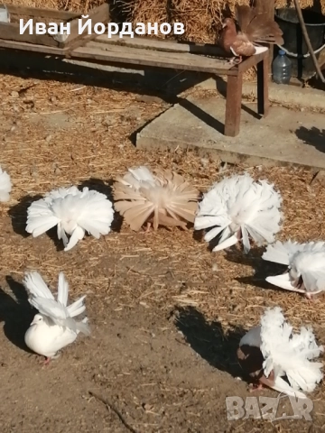 Гълъби Фенерлий, снимка 9 - Гълъби - 52275322