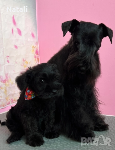 🐶 Малки съкровища търсят своя дом 🐾, снимка 13 - Други - 52828955