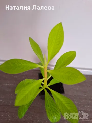 Каучоково дърво, euphorbia Grantii, снимка 1