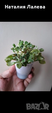 Мини сентполия, wesley's little monster