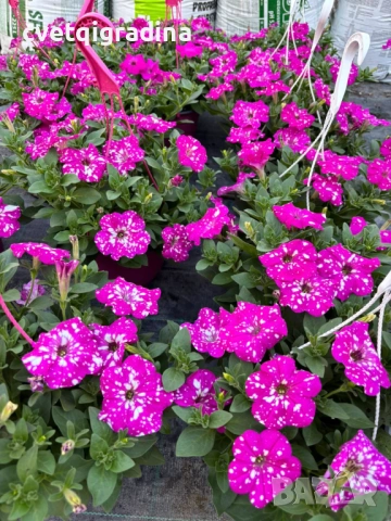 Каскадна Petunia ‘Dolly Dools’ (Каскадна петуния в кошница)