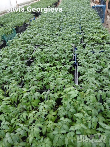 Разсад домати,краставици,пипер, снимка 15 - Разсади - 53459228