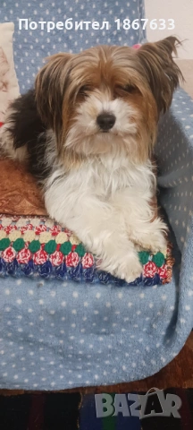 Йоркширски териер, снимка 7 - Йоркширски териер - 53147355