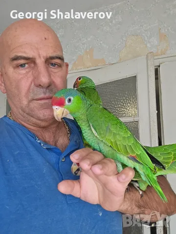 Продавам ръчно хранени бебета зеленобузи амазони , снимка 2 - Папагали - 56447126