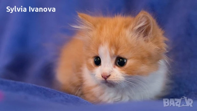 подарявам 12 мили възпитани котенца, снимка 1