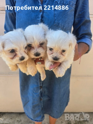 Малтийска болонка , снимка 15 - Болонка - 36473959