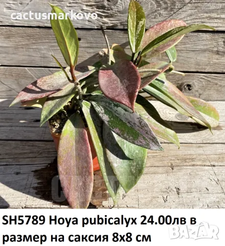 Hoya pubicalyx, снимка 3 - Стайни растения - 50078498