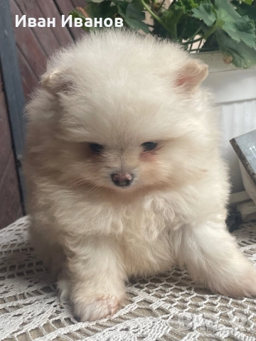 Померан, снимка 4 - Померан - 52564878