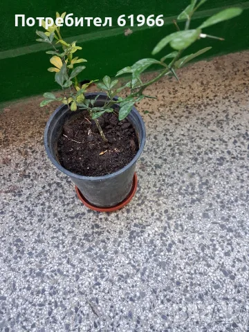Красив Декоративен лимон!