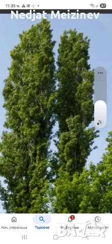 Топола , снимка 2 - Разсади - 51790990