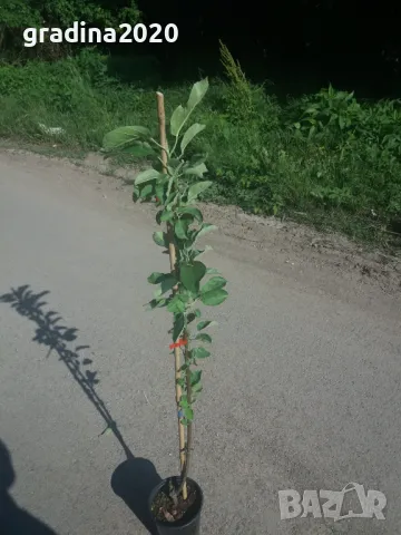 Мини Дръвчета, снимка 9 - Разсади - 49334597