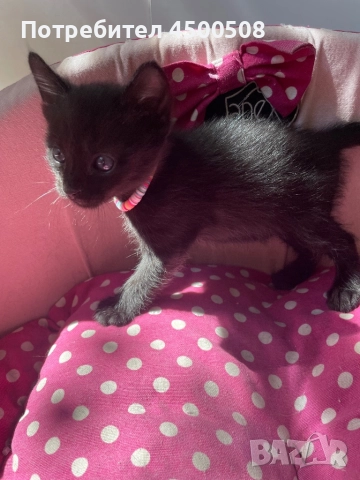 Черни котета на 2 месеца, снимка 1