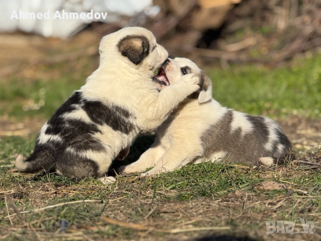Кученца, Кавказка овчарка-Алабай, снимка 5 - Кавказка овчарка - 52955623