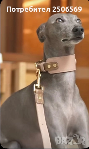 Продавам кученца италианска хрътка, снимка 10 - Хрътка - 52861468