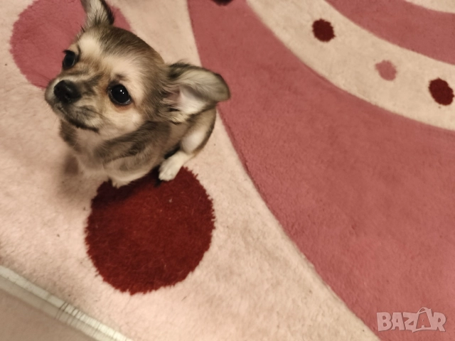Чихуахуа момиченце, снимка 7 - Чихуахуа - 52725019