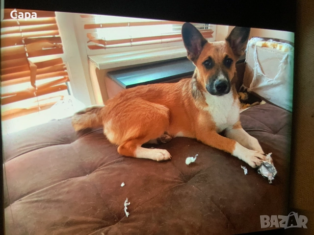 Белгийски овчарки мъжка и женска,на 12 месеца/0882028884, снимка 4 - Немска овчарка - 51860043