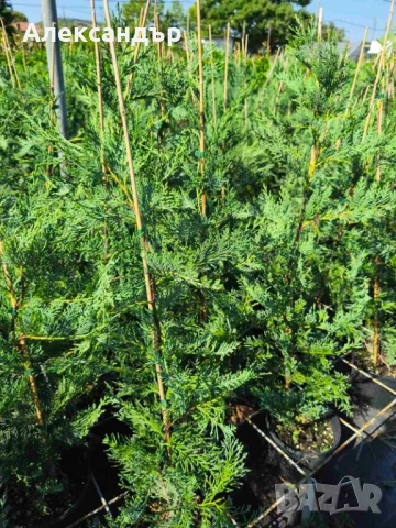 Лейландски Кипарис , снимка 2 - Градински цветя и растения - 51004779